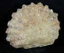 Inch Bumpy Douvilleiceras Ammonite #3524-1